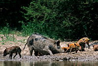 feral hogs in the mud next to a river