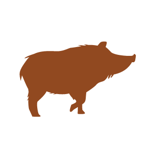 vector icon of a feral pig