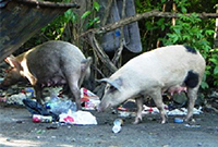 feral pics eating human garbage