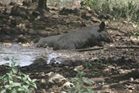 deceased feral hog laying in the water and mud